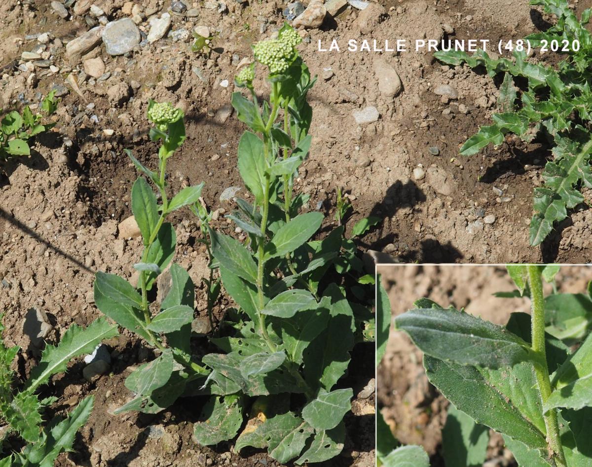 Pepperwort, Hoary leaf